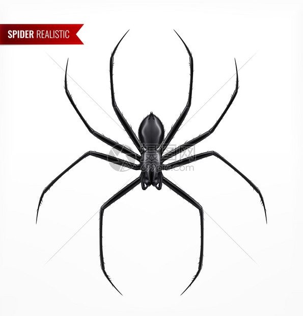 黑色蜘蛛写实构图与节肢动物昆虫的顶视图图像与文本空白背景矢量插图