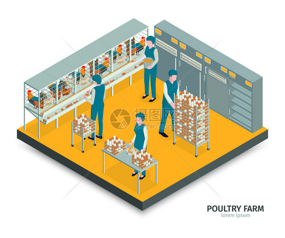 等距家禽养殖场成与文本室内视图与工人收集鸡蛋橱柜架矢量插图图片