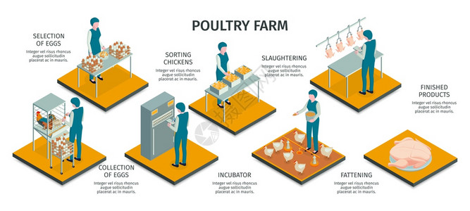 等距家禽农场水平信息与工人动物的字符工作活动与文本标题矢量插图图片