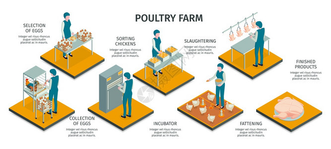 等距家禽农场水平信息与工人动物的字符工作活动与文本标题矢量插图图片