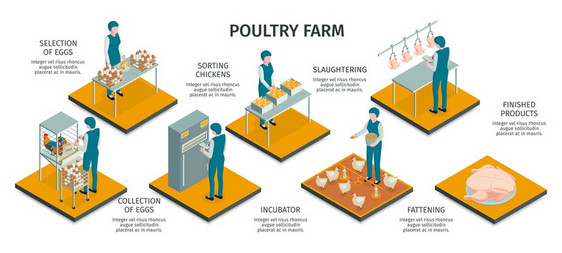 等距家禽农场水平信息与工人动物的字符工作活动与文本标题矢量插图图片