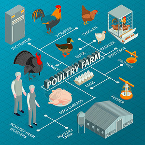 等距家禽农场流程图与农场动物的图像与工人人物饲料孵化器矢量插图图片