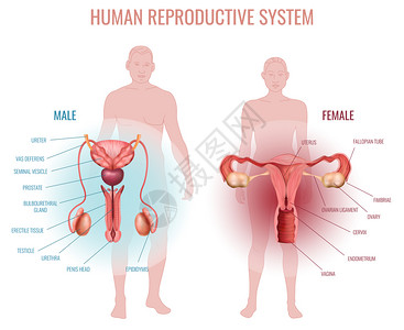 现实的与男女生殖系统剪影的男女矢量插图图片