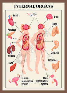 内脏海报与男女解剖等距矢量插图图片