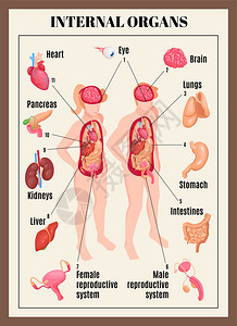 内脏海报与男女解剖等距矢量插图图片