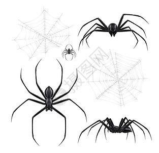 黑色蜘蛛逼真的集合与图像蜘蛛网裂纹节肢动物昆虫空白背景矢量插图图片
