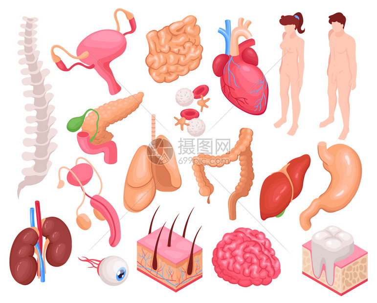 人体器官心肺胃等距孤立矢量图图片