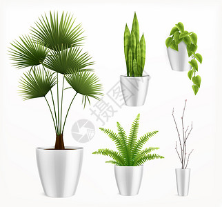 房子的植物锅现实的成与时尚的植物白色盆栽矢量插图图片