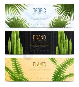 三家植物盆栽横幅写实横幅热带品牌植物收集标题矢量插图图片