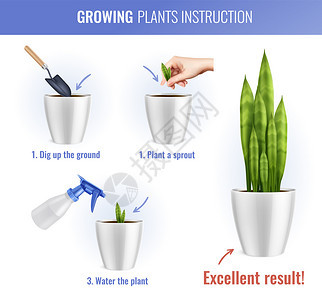 彩色房屋植物生长信息现实构图指令与三个步骤的生长矢量插图图片