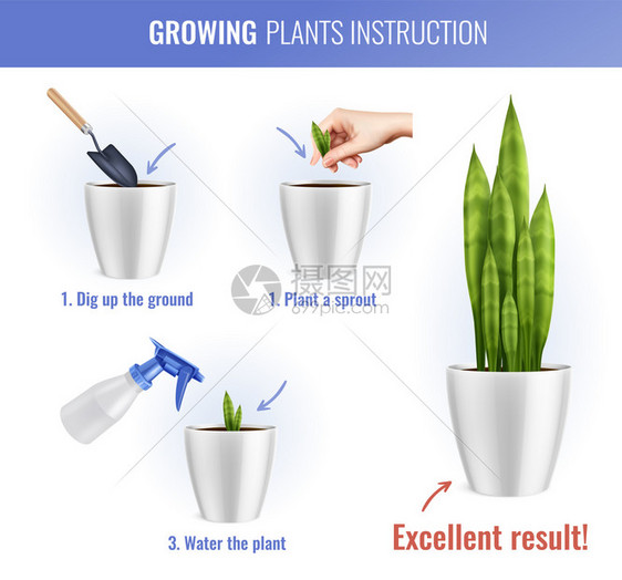 彩色房屋植物生长信息现实构图指令与三个步骤的生长矢量插图图片