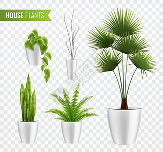 家庭植物锅现实图标同类型的叶子透明的背景矢量插图图片