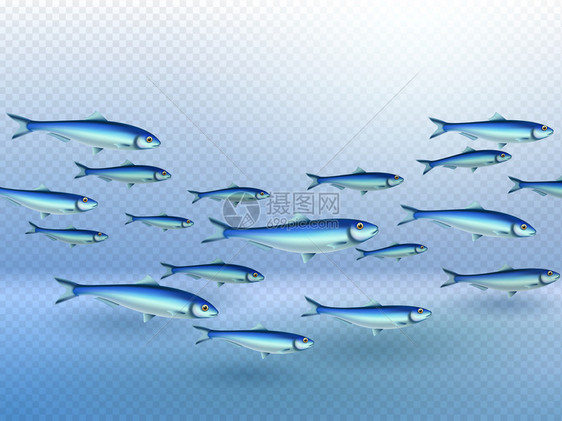 鱼群学校游泳拉长运动方向群形状水透明背景真实图像矢量插图图片