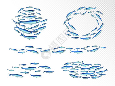 鱼群真实与快速移动楔形喂食浅滩环空透明背景矢量插图插画