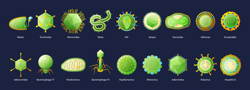 人类病艾滋病埃博拉流感肝炎绿色教育图表与名称黑色背景矢量插图图片