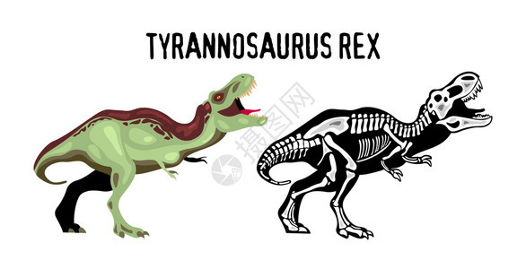 暴龙教育海报研究灭绝捕食者卡通矢量插图的外观结构霸王龙矢量插图图片