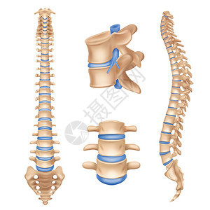 人体脊柱解剖图椎柱现实医学教育海报教科书白色背景图片矢量插图图片