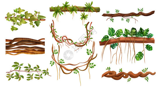 热带雨林爬行弗吉尼亚藤蔓丛林木本攀登怪物植物利亚纳现实元素矢量插图图片