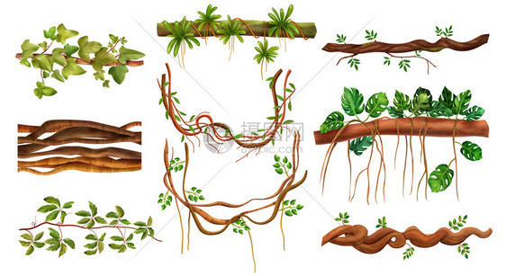 热带雨林爬行弗吉尼亚藤蔓丛林木本攀登怪物植物利亚纳现实元素矢量插图图片