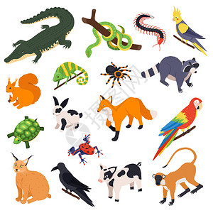 外来宠物动物,鸟类,爬行动物等距蛇,鳄鱼,浣熊,猴子,鹦鹉,狐狸,蜘蛛矢量插图图片