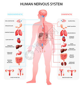 人类神经系统交感副交感神经信息图与器官描绘解剖术语教育现实向量插图图片