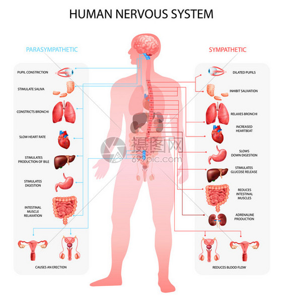 人类神经系统交感副交感神经信息图与器官描绘解剖术语教育现实向量插图图片