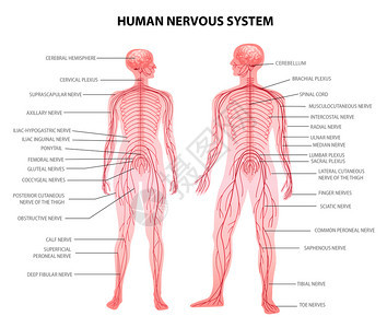 人男女身体中央外周神经系统现实生理学教育图表解剖术语矢量插图图片