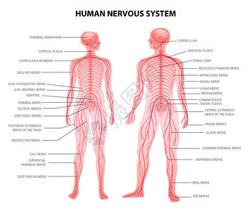 人男女身体中央外周神经系统现实生理学教育图表解剖术语矢量插图背景图片