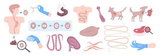 蠕虫肠道寄生蠕虫感染狗人类胃肠道生命周期扁平元素分离载体插图图片