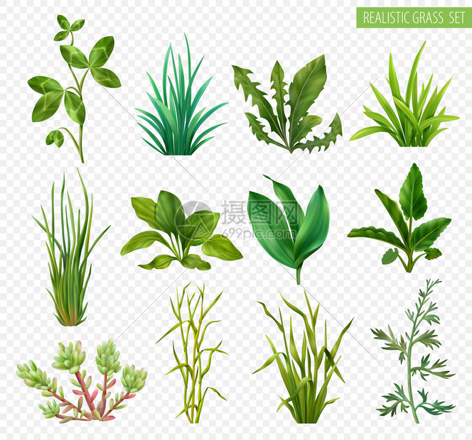 现实的草本植物肉质绿色植物三叶草 蒲公英 韭菜 车前草 分离透明背景矢量插图插画图片下载 正版图片 摄图网 现实的草本植物肉质绿色植物三叶草 蒲公英 韭菜 车前草 分离透明背景矢量插图插画图片下载 正版图片 摄图网