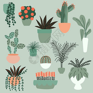收集手绘室内植物盆栽植物的收集彩色平矢量插图图片