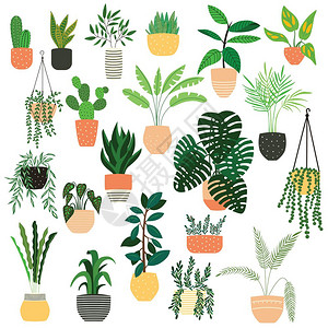 白色背景上手绘室内植物的收集盆栽植物的收集彩色平矢量插图图片