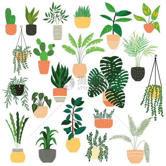 白色背景上手绘室内植物的收集盆栽植物的收集彩色平矢量插图图片