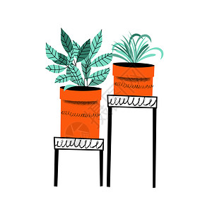 两株开花君子兰盆栽花艺花架上的套花盆矢量插图与老式纹理白色背景上