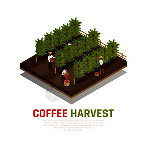 咖啡工业生产等距成与咖啡树法森达与人们收集豆子文本矢量插图图片