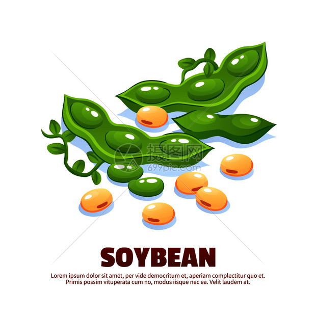 大豆成模板标签包装农贸市场标志与绿色豆荚熟豆卡通矢量插图
