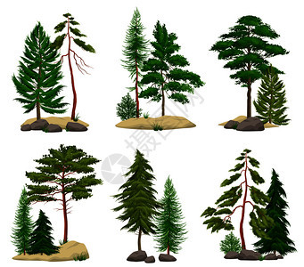 套真实的松林元素与针叶树土壤巨石分离的矢量插图图片