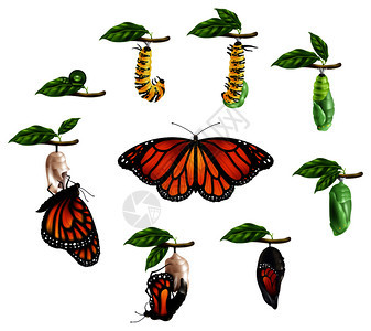 蝴蝶生命周期逼真图标集毛虫幼虫蛹成像阶段矢量插图蝴蝶写实套装的生命周期图片