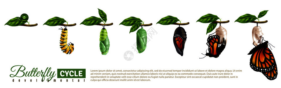 蝴蝶水平集卵成虫的发育周期逼真的矢量图蝴蝶水平背景图片