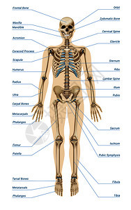 现实的人类骨骼系统与字母的骨骼信息白色背景矢量插图现实的人类骨骼系统信息图图片