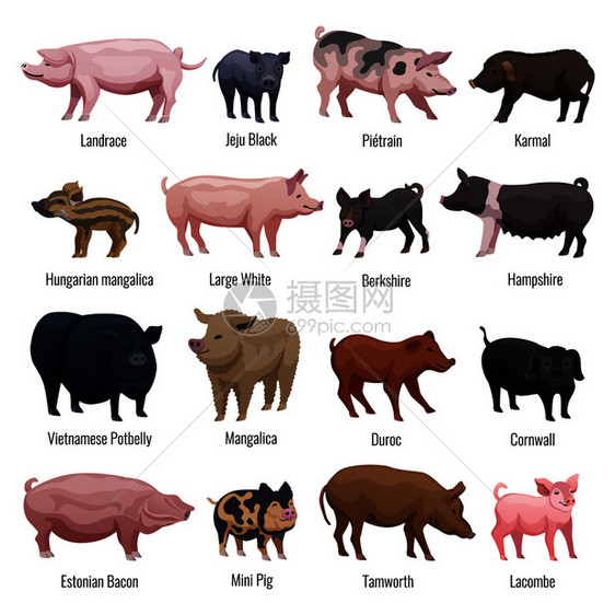 猪图标迷你猪汉普郡品种扁平孤立矢量插图猪图标图片