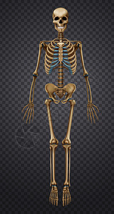 透明背景三维矢量插图上分离出真实的人类骨架现实的人类骨骼图片