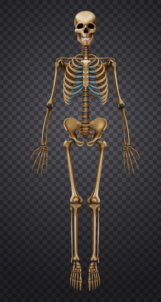 透明背景三维矢量插图上分离出真实的人类骨架现实的人类骨骼图片
