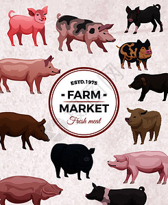 农场市场广告海报与圆形框架各种猪光背景矢量插图图片