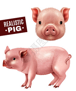 头文字d电影粉红色猪现实图标的侧视图头部前隔离白色背景矢量插图猪