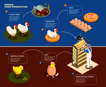 鸡生产逐步家禽养殖场孵化控制养殖鸡等距矢量图高清图片