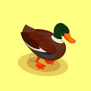 家禽矢量插图与彩色鸭子等距图标卡通风格黄色背景图片