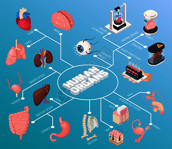 人体器官等距流程图男女内脏,也输血捐赠三维打印矢量插图图片