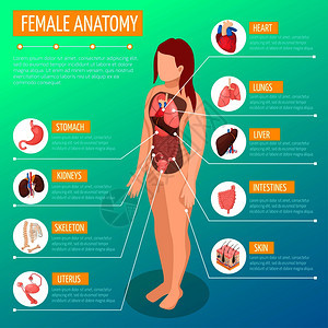 女解剖信息图布局与位置定义的内脏女身体等距矢量插图图片