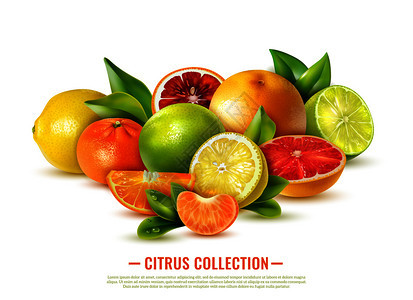 新鲜柑橘果实收集白色背景现实矢量插图图片